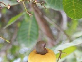 Clique para ampliar Perspectivas para a safra de castanha-de-caju 2013/2014