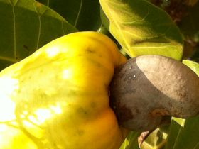 Clique para ampliar Criado o Fundo de Apoio à Cultura do Caju - Funcaju